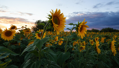A sunflower field in the Ukrainian village against the background of the evening sky.
