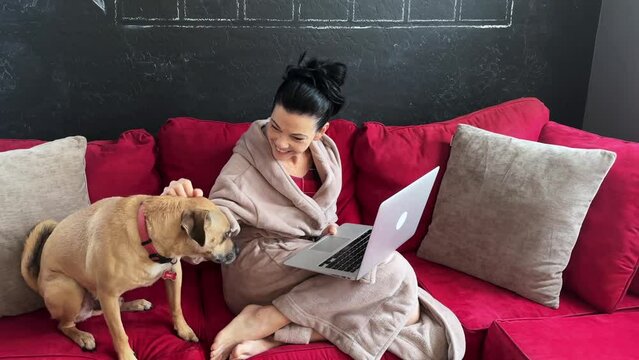 beautiful woman sitting on red couch in her robe talking on video chat and rescue dog jumps on couch 4k natural light