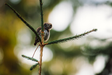 The Eurasian pygmy owl (Glaucidium passerinum) perching on a twig in the forest at sunset. Detailed side view.