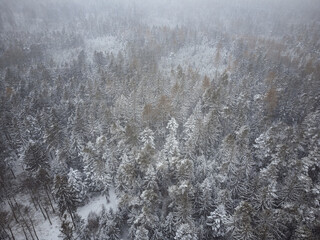 Aerial top down view of the forest. Coniferous trees covered with snow.