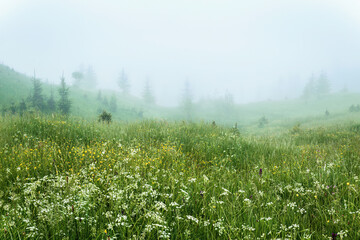Foggy morning in the summer, wild flowers on the meadow  valey somewhere in the foggy moutains  background of summer nature.