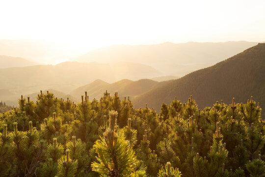 Background of sunrise in the mountain; mountains in the sunlights; scrub mountain pine and mountain