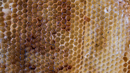 Background panal de abejas viejo