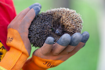 Gloves protect against injury. Portrait of a garden hedgehog in hands. © Nadiya