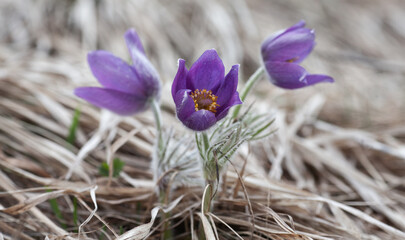 tender pasqueflower blooms in the spring as one of the first