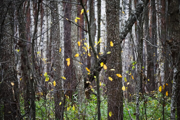 Trees in the autumn forest during warm day with still green grass and falling tree trunk in center