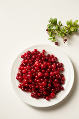 Forest juicy lingonberries in a white plate