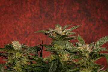 Mother of berries variety of marijuana with ripened bloom and red backbround