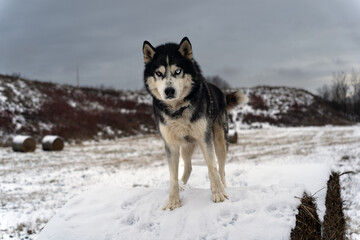 Siberian husky with multi-colored eyes, one blue eye, stands on the field in winter.