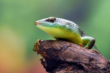 Olive tree skink on a rock