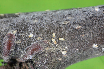 Apple mussel scale or oystershell scale (Lepidosaphes ulmi) is a widely invasive scale insect that is a pest of trees in orchards and others plants.