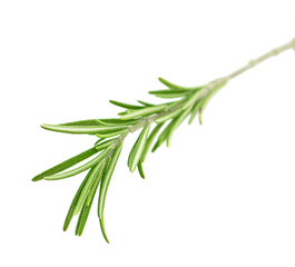 Fototapeta premium Rosemary fresh isolated on white background