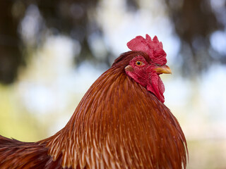 Close up of red rooster