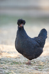 Black young Poland chicken isolated on blurred background