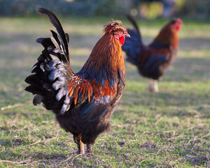 Red brown roosters free range in garden