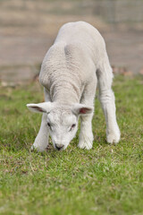 Obraz na płótnie Canvas Young white lamb of Flemish sheep on grass