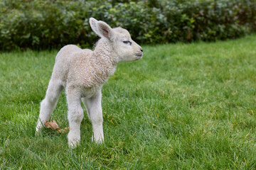 Young newborn white lamb in garden