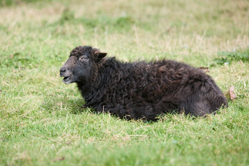 Black brown female ouessant sheep in meadow