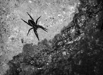 spider on the wall