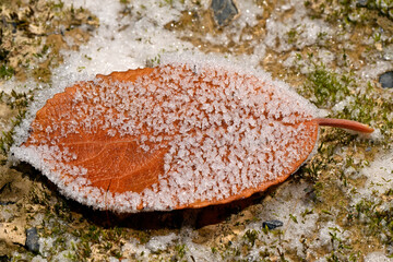 Frost auf Laubblatt // Frost on foliage leaf