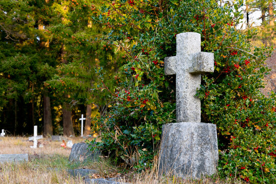 An image of a single old weathered stone cross surrounded by a lush green plant with red berries. 
