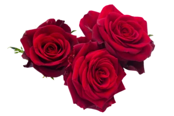 Tuinposter three  dark  red roses © neirfy