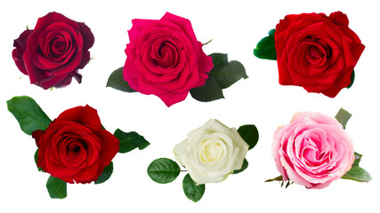 Set of  rose buds flowers