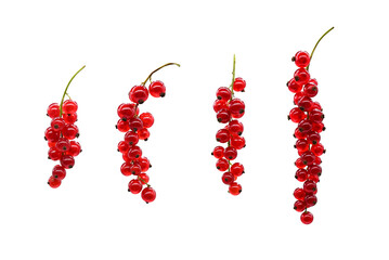 Summer set. Four sprigs of ripe juicy currant isolated on a white background.