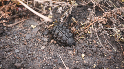 War in Ukraine, non-exploded grenade, city of Izyum, Kharkiv region