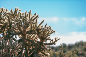 Arizona Desert Landscape 