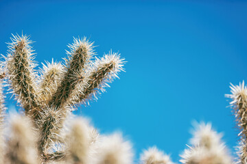 Arizona Desert Landscape 