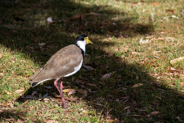 Australian Masked Lapwings (Vanellus miles)