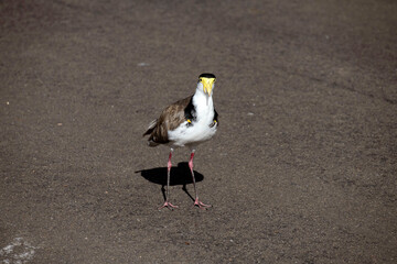 Australian Masked Lapwings (Vanellus miles)