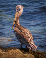 pelican on the beach