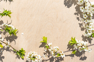 Spring blooming branches on wooden background. Apple blossoms.