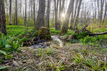 Place in the forest where garlic bears known as wild garlic or allium ursinum grow at sunset with the sun's rays shining through the trees