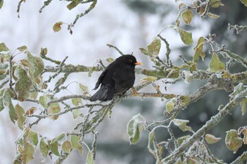 Blackbird in Winter