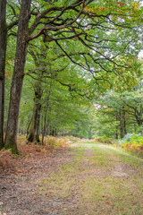 Fototapeta premium Footpath through The Forest of Beaumont, near Beaumont-Louestault, Indre-et-Loire, Centre-Loire Valley, France