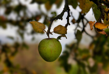 Autumn green apple on a branch