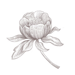Flower vector illustration. Hand drawn peony flower graphic art. Black and white botanical decorative element. - 554720108