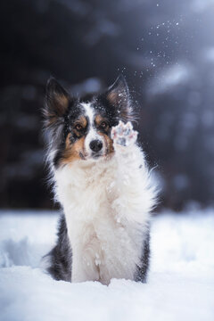 Border collie dog waving paw in snow