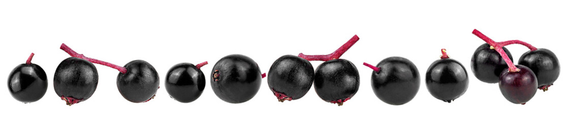 Fresh ripe black elderberries isolated on a white background, front view. Small branches and berries. Sambucus.