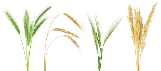 Set of green and dried ears of cereals isolated on a white background. Ears of wheat, rye, barley,...