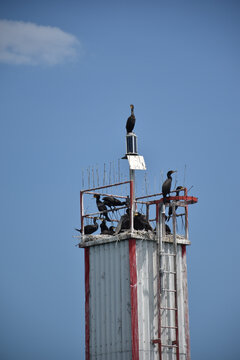 Cormorants commandeering a navigational light