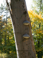 Baumstamm mit Pilzen