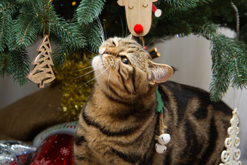 kitten plays with Christmas toys under the tree