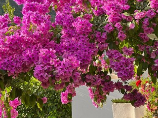 Pink flowers bougainvillea in beautiful garden. - obrazy, fototapety, plakaty