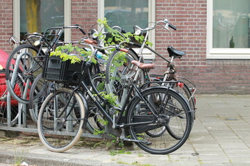 Fototapeta na wymiar bikes in street Amsterdam