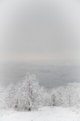 Winterbäume im Nebel