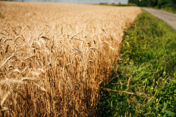 Wheat field. Ears of golden wheat close up.